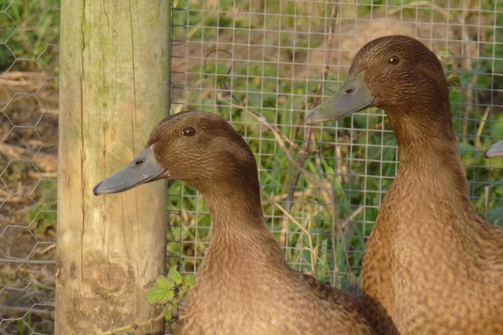 Manor Farm Stay Sutton-on-Sea エクステリア 写真